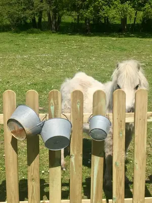 Animaux dans la maison de vacances ou à proximité