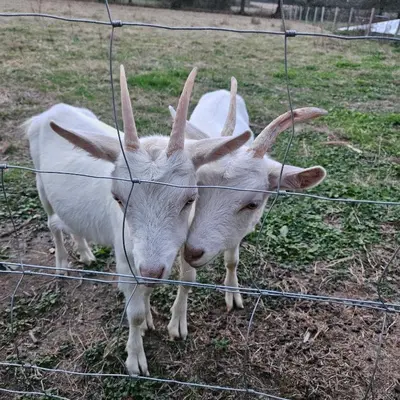 Animaux dans le chalet ou à proximité
