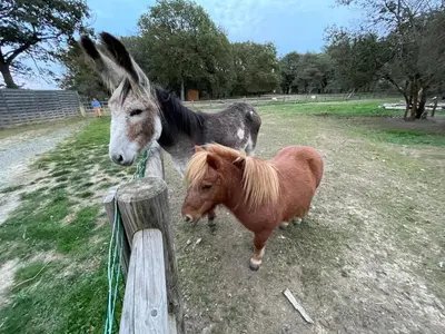 Animaux dans le chalet ou à proximité