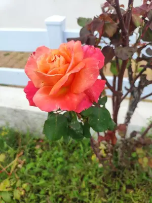 Jardin de l'établissement Bienvenue