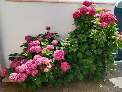 Jardin de l'établissement Les Hortensias