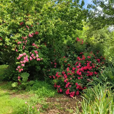 Jardin de l'établissement Maison d'hôtes La bien-Aimée