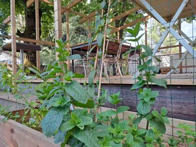 Jardin de l'établissement Sous les tilleuls
