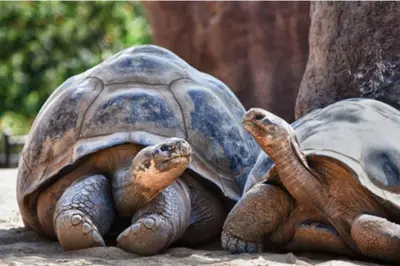 Animaux dans l'appartement ou à proximité