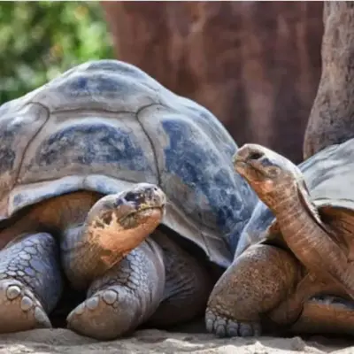 L'appartement des tortues