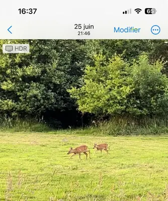 Animaux dans la maison de vacances ou à proximité