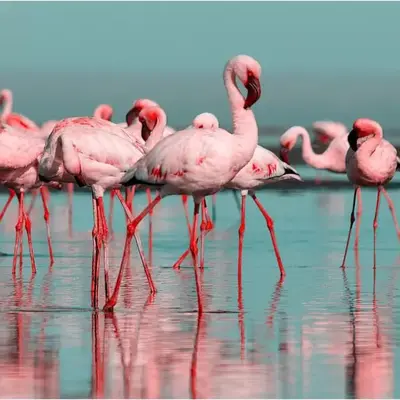 Les Flamants roses
