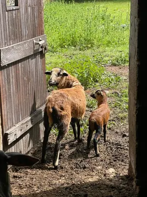 Animaux dans la maison de vacances ou à proximité