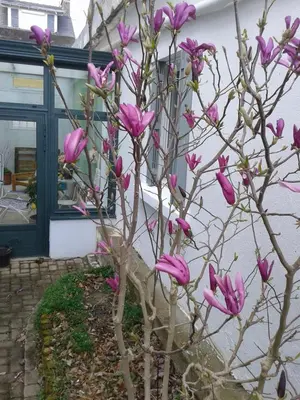 Jardin de l'établissement Maisonnette l'Olivier Bleu