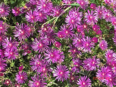 Jardin de l'établissement La Mulonniere
