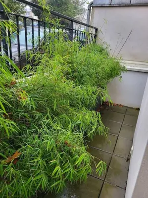 Jardin de l'établissement Logement entier - Chez Benjamin