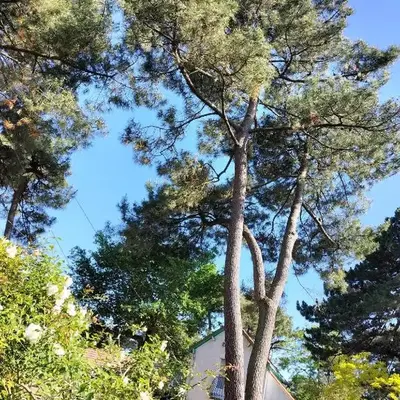 Maison à 50 M de la plage sous les pins