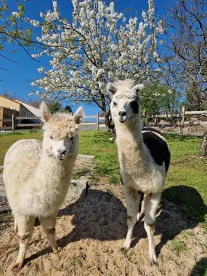 Animaux dans la maison de vacances ou à proximité