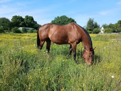 Animaux dans l'appartement ou à proximité