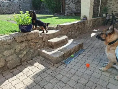 Animal ou animaux domestique(s) séjournant avec des clients dans l'établissement Le Cordonnier d'Autrefois - 15 minutes du Puy du Fou