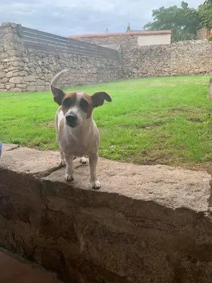 Animal ou animaux domestique(s) séjournant avec des clients dans l'établissement Le Cordonnier d'Autrefois - 15 minutes du Puy du Fou