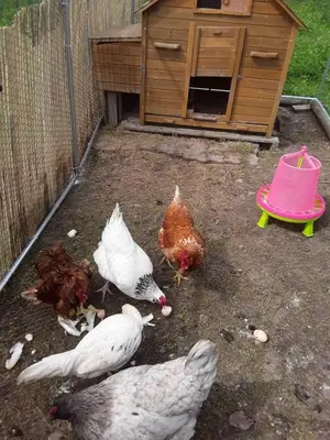 Animaux dans la maison de vacances ou à proximité