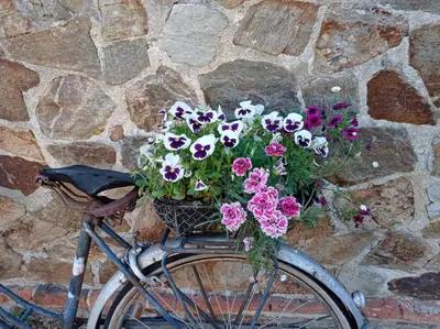 Vélo sur le terrain de l'établissement Domaine des Ecoliers - Gîte 123 soleil - Parking privé ou dans les environs