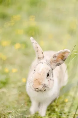 Animaux dans le camping ou à proximité