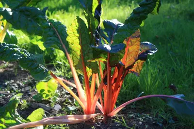 Jardin de l'établissement Gîte des trois pommes