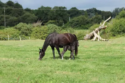 Animaux dans le B&B/chambre d'hôtes ou à proximité