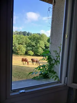 Animaux dans l'appartement ou à proximité