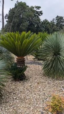 Jardin de l'établissement Kabana La palmeraie- confort- détente assurée - 7 kms plages