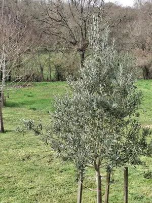 Jardin de l'établissement Chez Marie