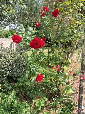 Jardin de l'établissement Villa Rosso