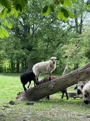 Animaux dans l'appart'hôtel ou à proximité