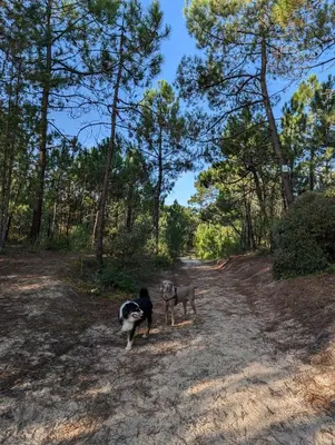 Animal ou animaux domestique(s) séjournant avec des clients dans l'établissement Maison proche Noirmoutier