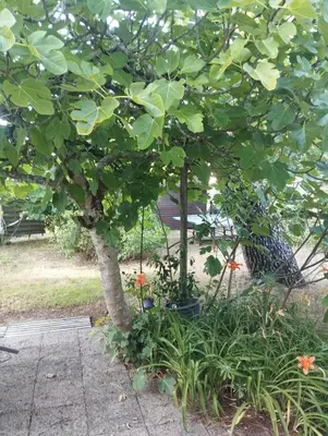 Jardin de l'établissement Pampounette