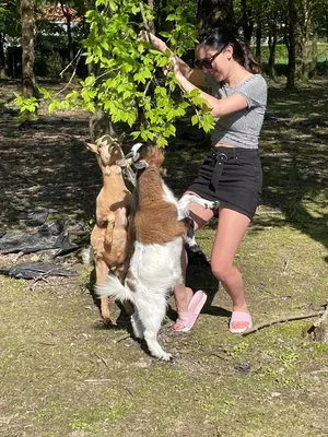 Animal ou animaux domestique(s) séjournant avec des clients dans l'établissement Farmhouse
