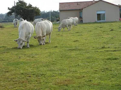 Animaux dans le B&B/chambre d'hôtes ou à proximité