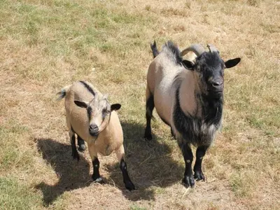 Animaux dans le camping ou à proximité