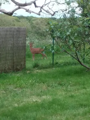 Animaux dans la villa ou à proximité