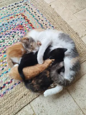 Animal ou animaux domestique(s) séjournant avec des clients dans l'établissement Maison chaleureuse et nature