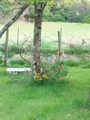 Jardin de l'établissement Maison chaleureuse et nature