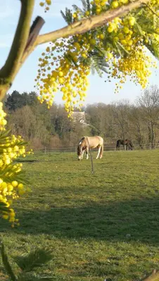 Animaux dans la maison de vacances ou à proximité
