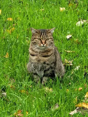 Animal ou animaux domestique(s) séjournant avec des clients dans l'établissement Aumônerie du Prieuré