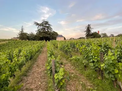 Jardin de l'établissement Pavillon du XIXème au milieu des vignes