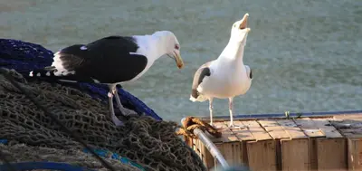 Animaux dans la maison de vacances ou à proximité
