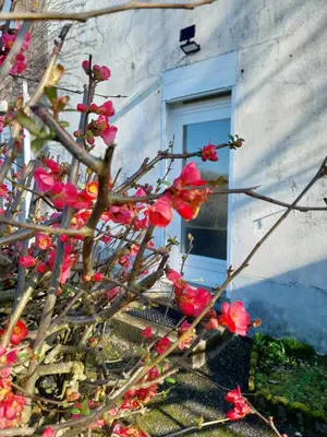 Jardin de l'établissement Chez Lilian & Isa - Gîte 6 - 8 personnes