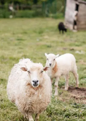 Animaux dans la maison de vacances ou à proximité