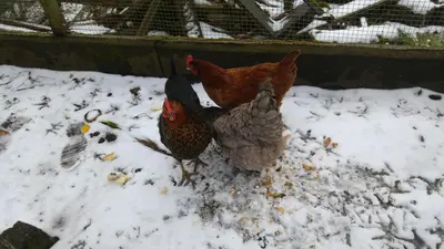 Animaux dans la maison de vacances ou à proximité