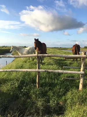 Animaux dans le B&B/chambre d'hôtes ou à proximité
