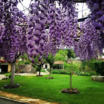 Jardin de l'établissement Chambres Au Jardin Fleuri