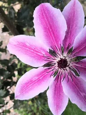 Jardin de l'établissement BREVOCEAN Chambre calme Côte Atlantique