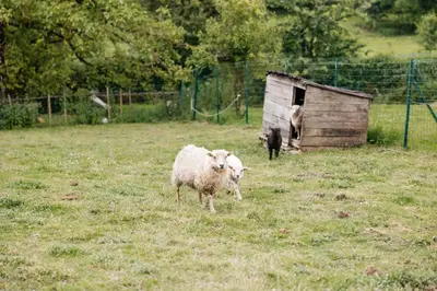 Animaux dans la maison de vacances ou à proximité