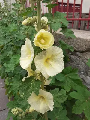 Jardin de l'établissement Chambres Zola